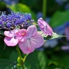 額紫陽花（赤）
