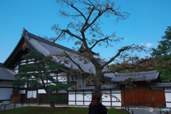 木遁の術？