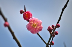 開花三兄弟