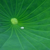 ロータス効果