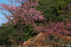 早咲き