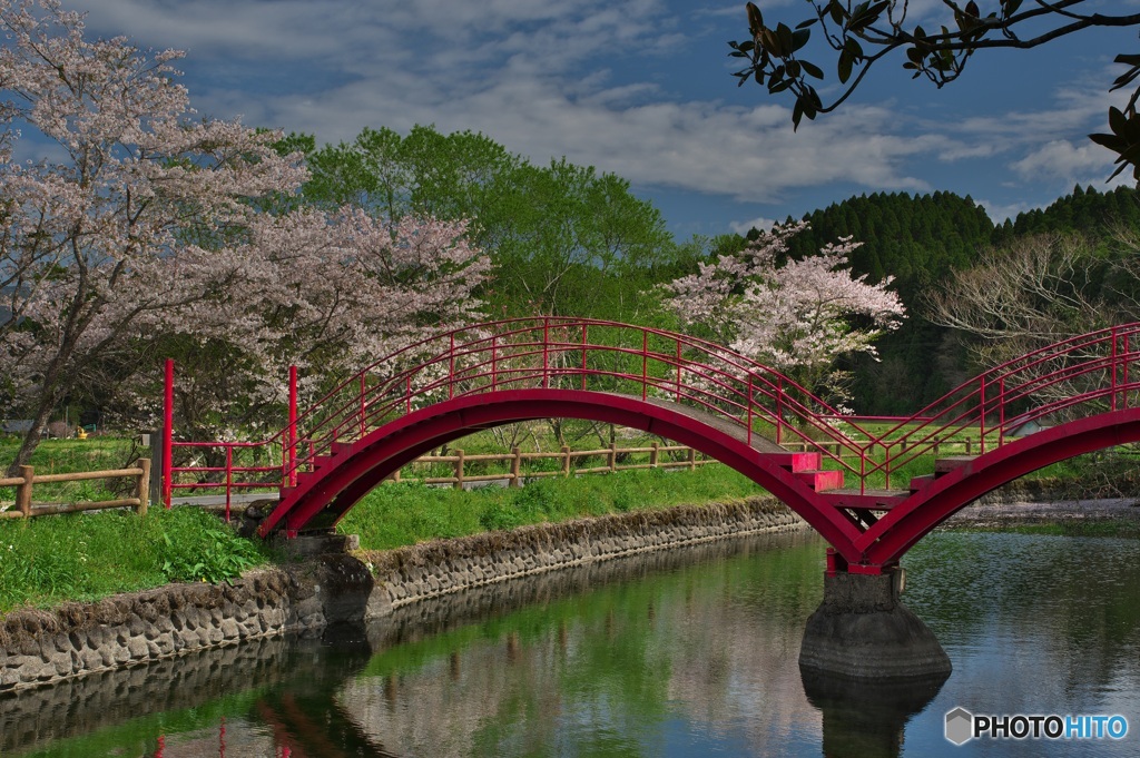 花揺らぐ湧水地