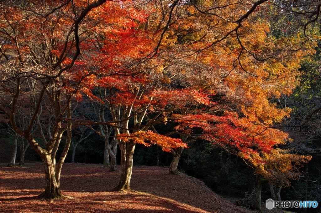 城跡の秋