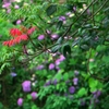 紅一点