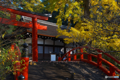 黄色に染まる輪橋