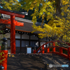 黄色に染まる輪橋