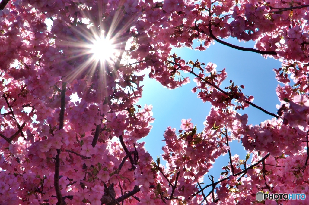 ダイヤモンド桜
