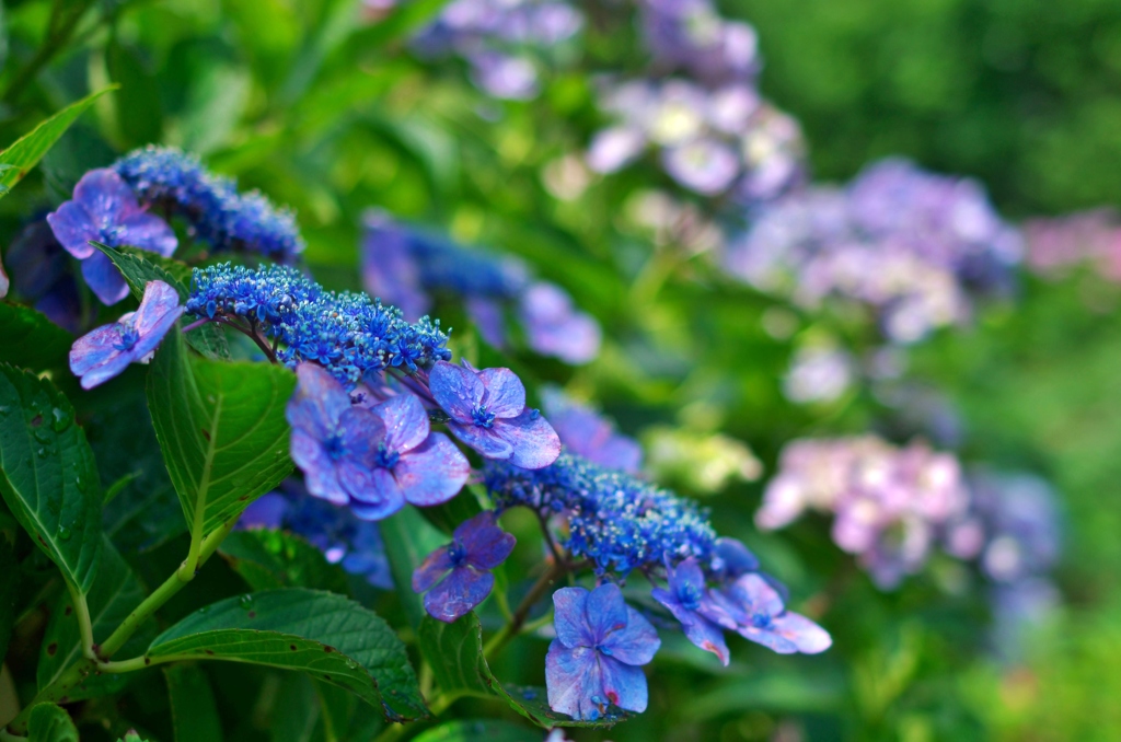 額紫陽花（青）