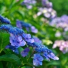 額紫陽花（青）
