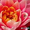 花粉を求めて