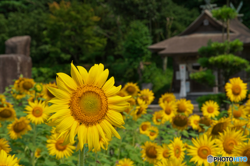 向日葵神社