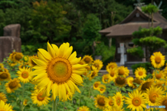 向日葵神社