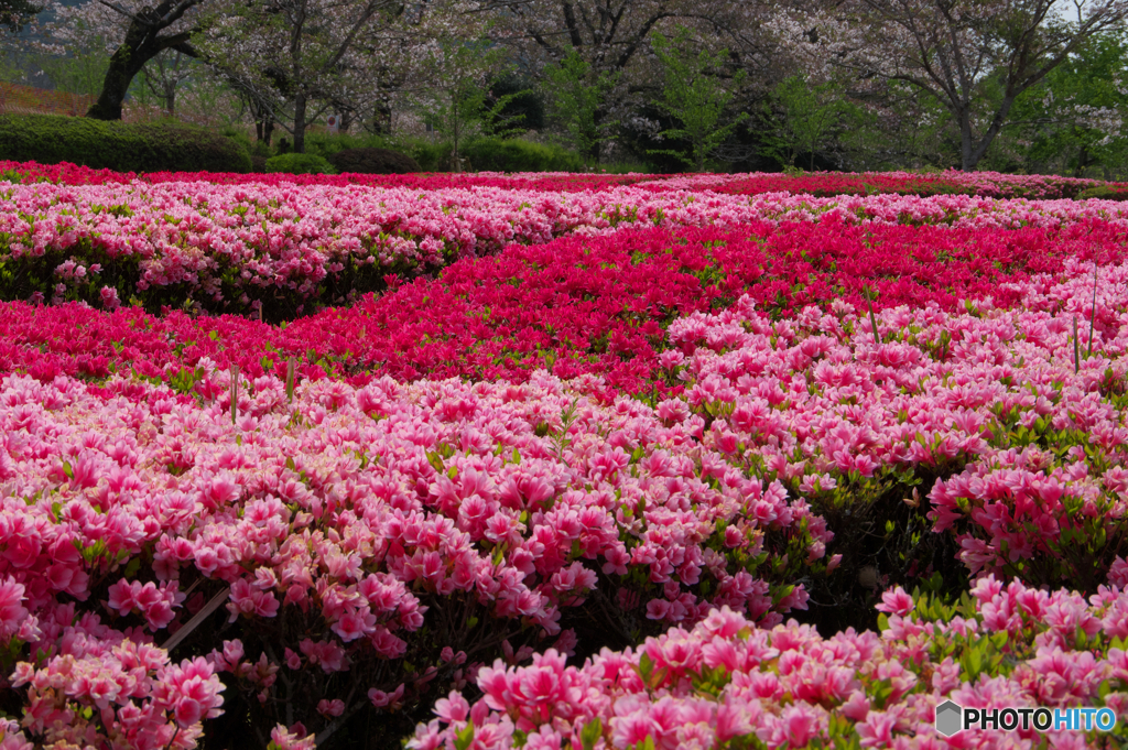 花柄絨毯