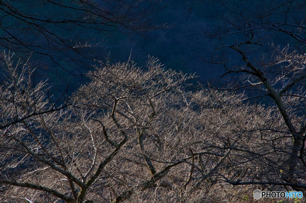 春よ来い