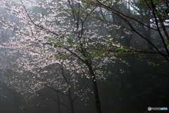 陽を求めて