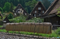 天日干し