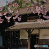 春本番を前に