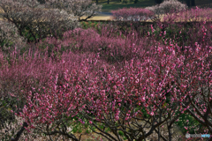 祝いの園