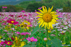 夏を惜しむ