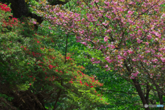 春の競演