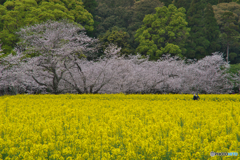 菜花の小道