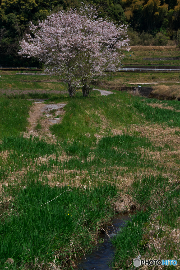 春の小川