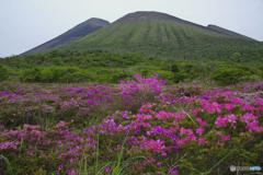 高原の花園