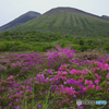 高原の花園
