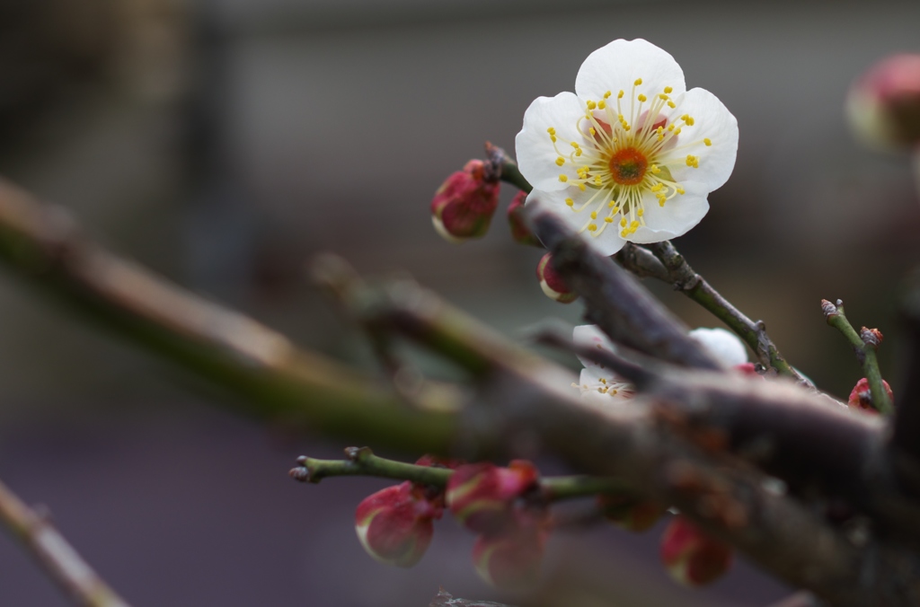 蔵出し花Ⅳ