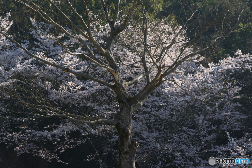 借景桜