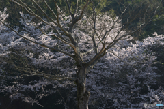 借景桜