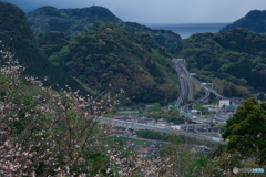 高速桜