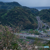 高速桜