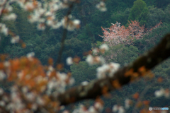 山肌にも