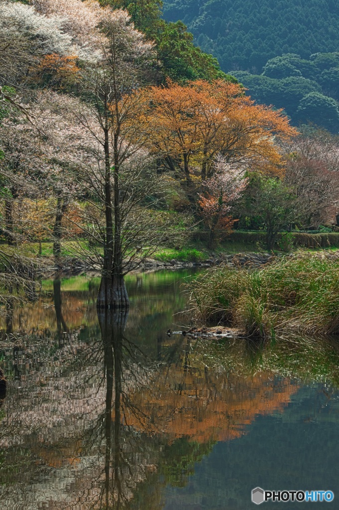 春の仲間入り