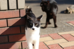 最初の被写体