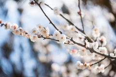 鎌倉 梅 開花