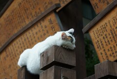 モチモチな猫 奈良町