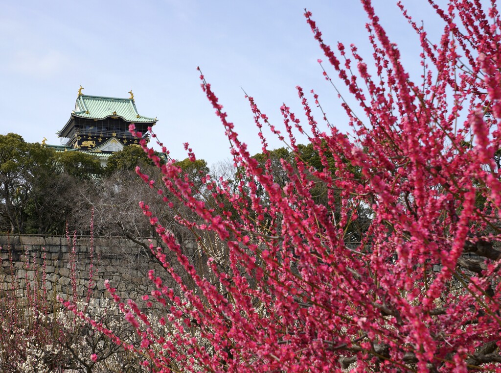 大阪城梅林