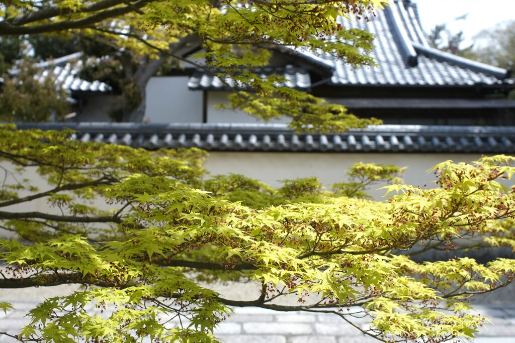 西大寺境内