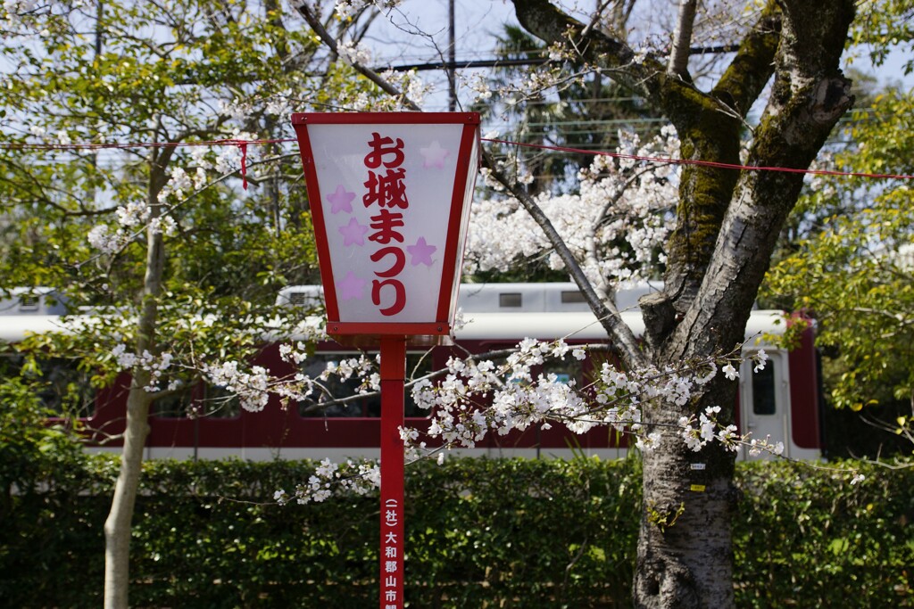 大和郡山の桜