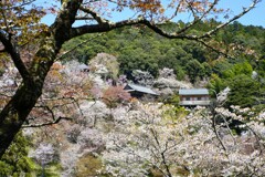 吉野の桜