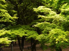 青紅葉/奈良公園