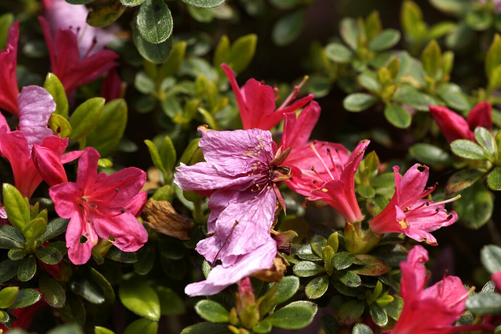 八重桜からツツジにバトンタッチ