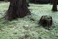 唐招提寺 苔庭