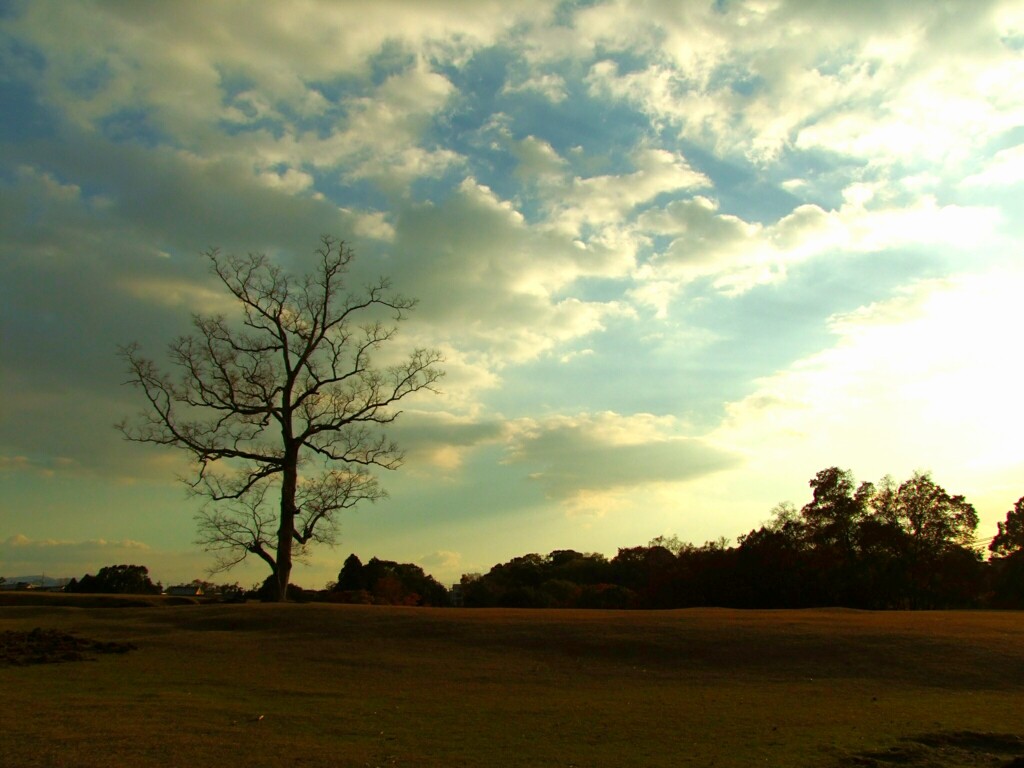 奈良公園/飛火野園地