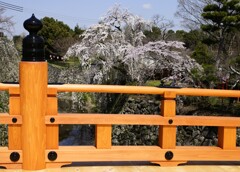 大和郡山の桜 枝垂れ桜