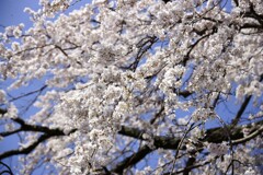 大和郡山の桜 枝垂れ桜