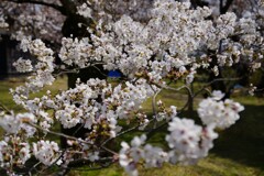 大和郡山の桜 染井吉野