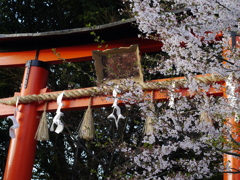 桜の風景